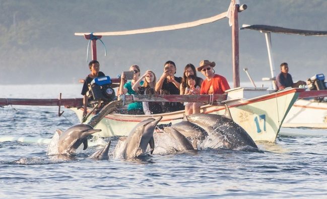 Lovina Dolphin Watching Tour